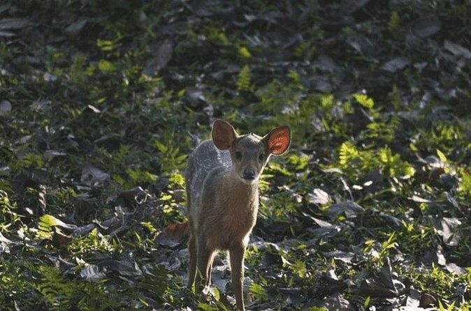 3 Days Kaziranga National Park Wildlife Adventure with Safaris - Final Thoughts