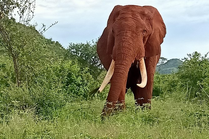 3 Days Kilimanjaro & Tsavo Special Safari - Safari Inclusions