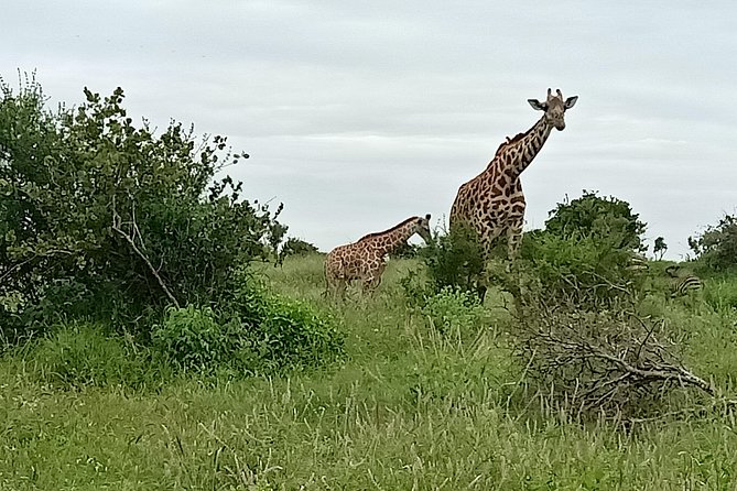 3 Days Kilimanjaro & Tsavo Special Safari - Pricing and Booking