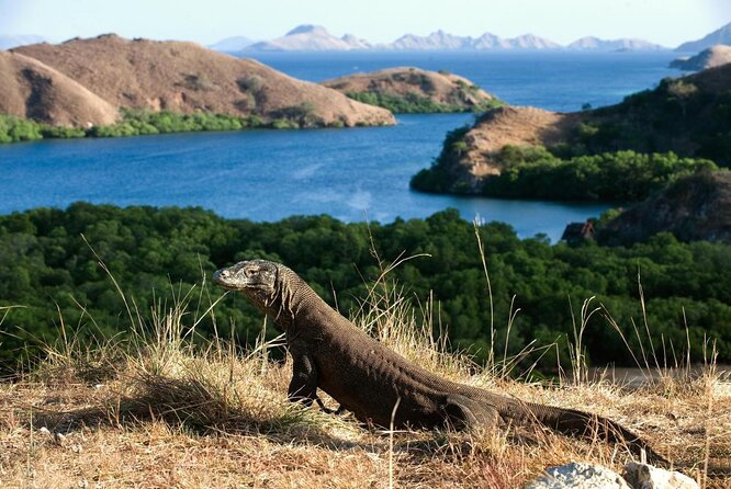 3 Days Komodo Island Tour - Tour Highlights