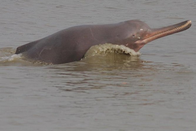 3 Days Koshi Tappu Wildlife Reserve Tour From Kathmandu - Itinerary Highlights