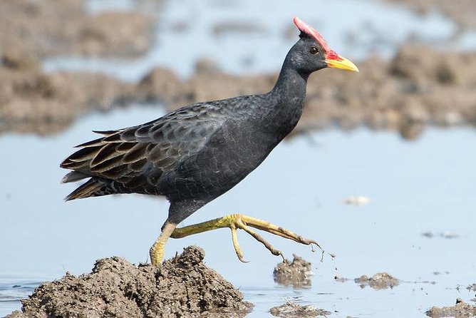 3 Days Koshi Tappu Wildlife Reserve Tour From Kathmandu - Common Questions