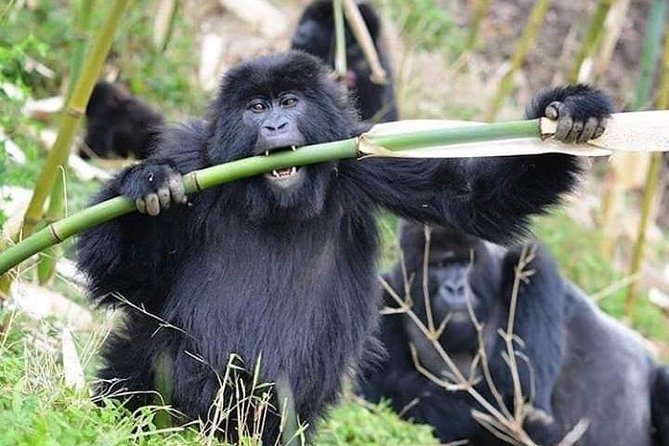 3 Days Lake Bunyonyi and Gorilla Trekking Tour in Uganda - Safety Guidelines