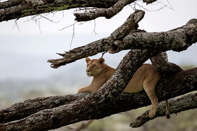 3 Days Luxury Lodge Safari in Tanzania - Good To Know