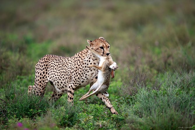 3 Days Luxury Lodge Safari in Tanzania - Itinerary