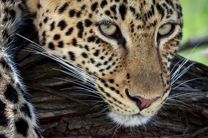 3 Days Luxury Lodge Safari in Tanzania - The Sum Up