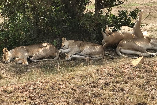 3 Days Maasai Mara Budget Group Safari - Safari Inclusions