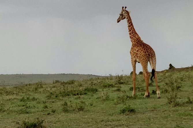 3 Days Maasai Mara Budget Group Safari - The Sum Up