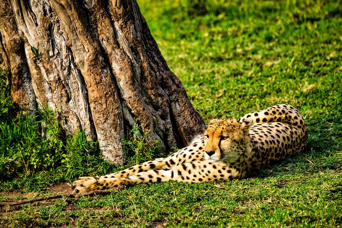 3 Days Maasai Mara Migration Safari - What to Expect