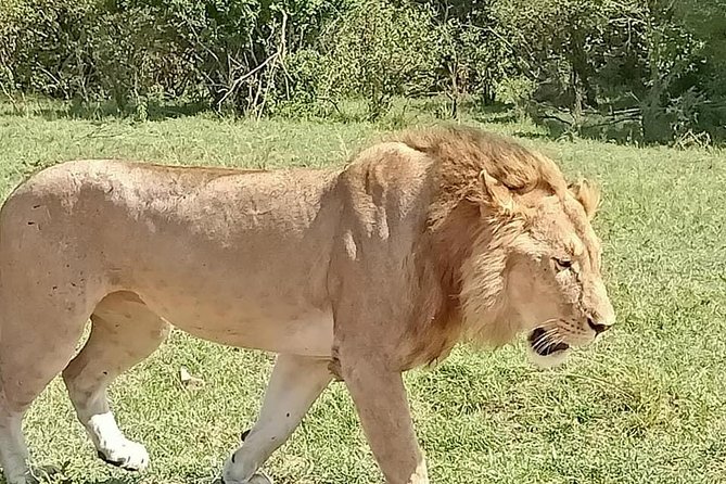 3 Days Maasai Mara Safari - Additional Considerations