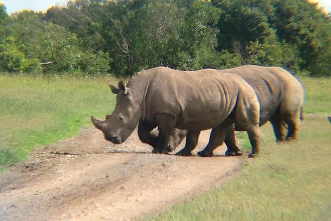 3 Days Maasai Mara Safari - Pricing and Reviews