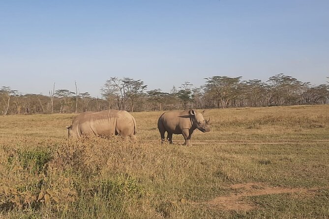 3-Days Maasai Mara Unforgatable Adventure-Private Safari - The Sum Up