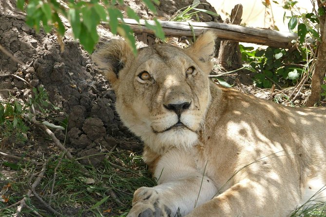 3 Days Maasai Mara Wildebeest Migration Safari - Pickup and Cancellation Policy
