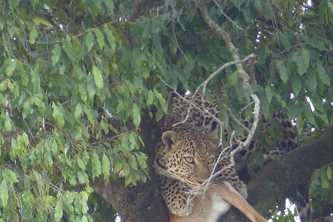 3 Days Magical Maasai Mara Private Tour - Customer Reviews