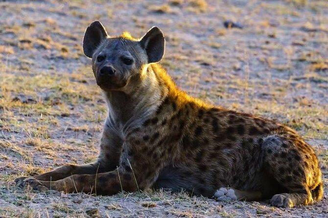 3-Days Masai Mara 4 X 4 Safari From Nairobi - Booking and Confirmation