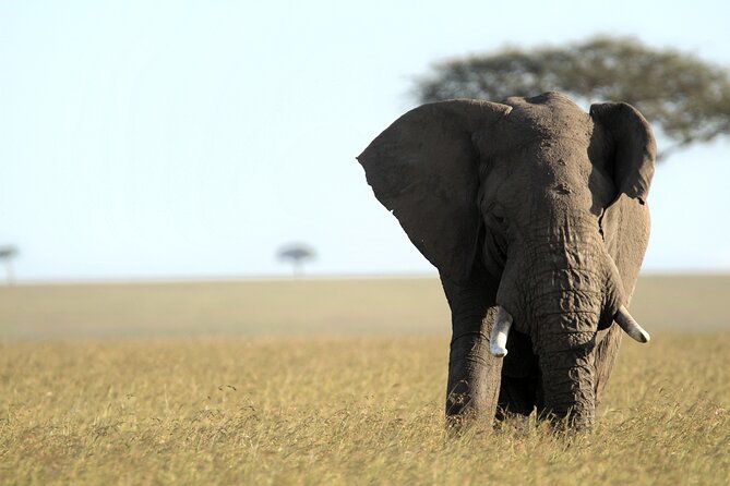 3-Days Masai Mara 4 X 4 Safari From Nairobi - The Sum Up