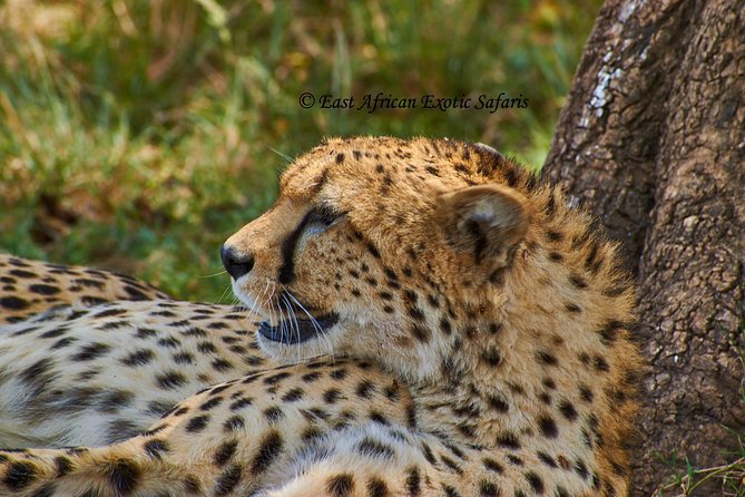 3 Days Masai Mara Budget Safari - Frequently Asked Questions
