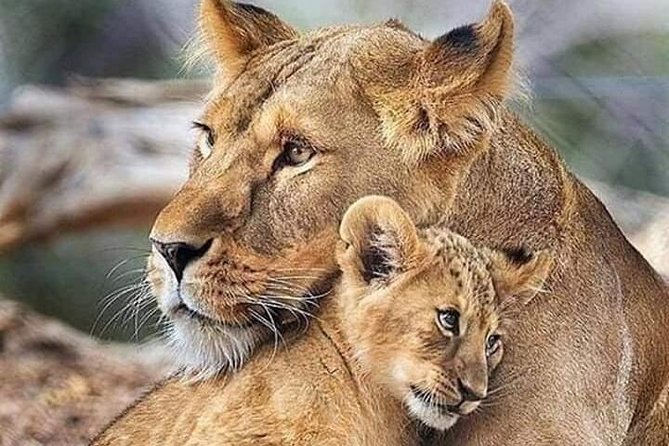 3 Days Masai Mara - Customer Experience