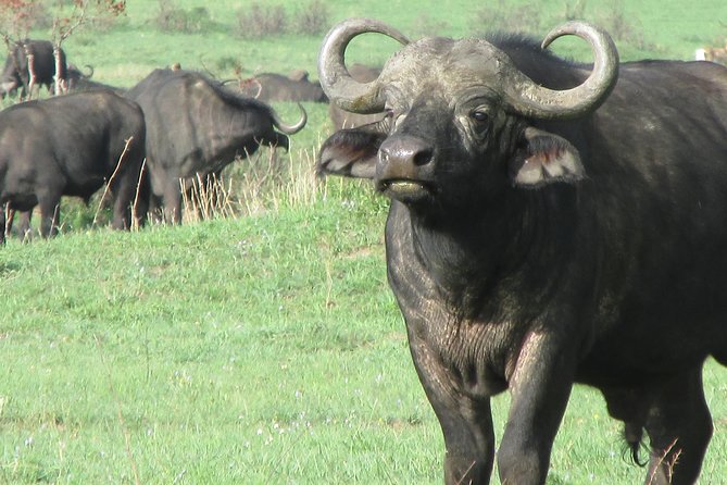 3 Days Masai Mara - Frequently Asked Questions