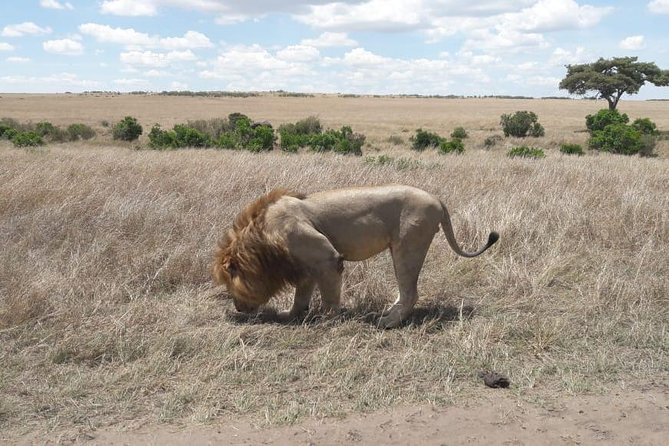 3 Days Masai Mara Experience - Pricing and Reviews