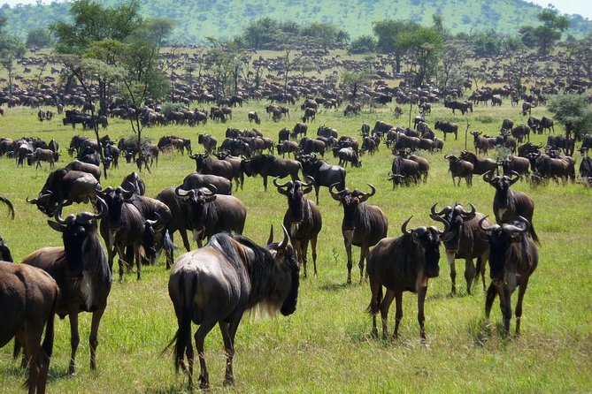 3 Days Masai Mara Flying Safari - Nairobi - Frequently Asked Questions