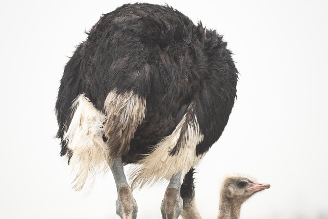 3 Days Masai Mara Group Joining -- Daily Departures - Frequently Asked Questions