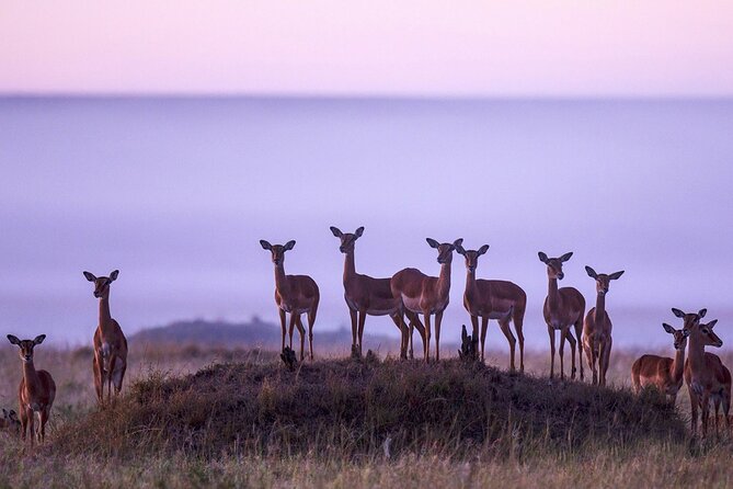 3 Days Masai Mara Group Safaris - Game Drives Schedule