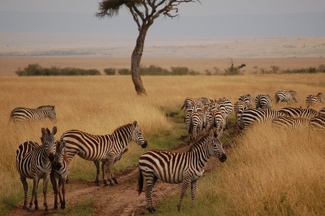 3 Days Masai Mara Group Safaris - Pricing and Cancellation Policy