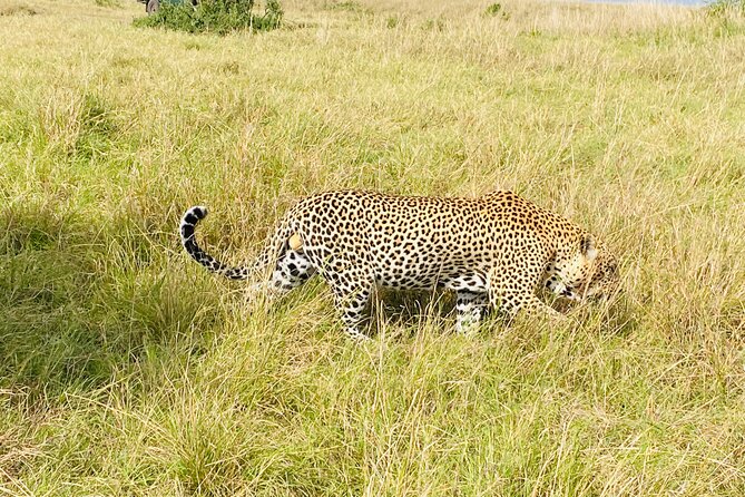 3 Days Masai Mara Jeep Safari - The Sum Up