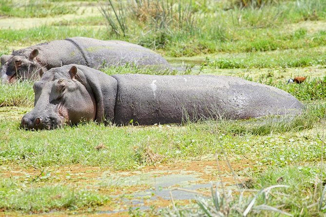 3 Days Masai Mara National Reserve Shared Safari - Good To Know