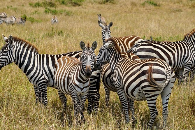 3 Days Masai Mara National Reserve Shared Safari - Safari Inclusions