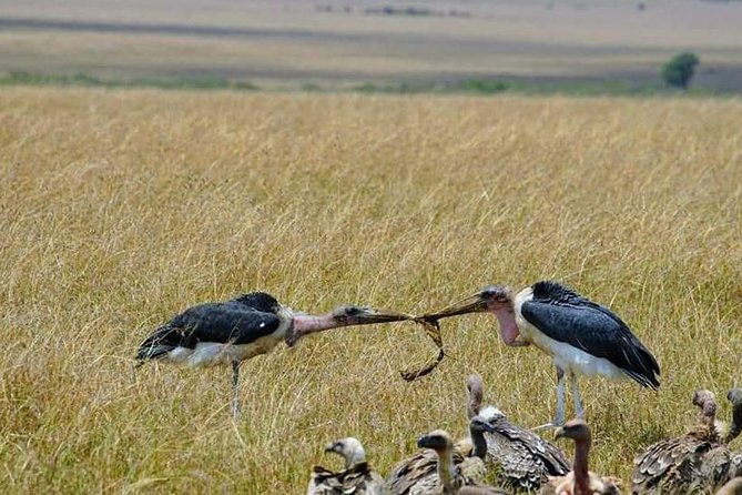 3 Days Masai Mara National Reserve Shared Safari - Frequently Asked Questions