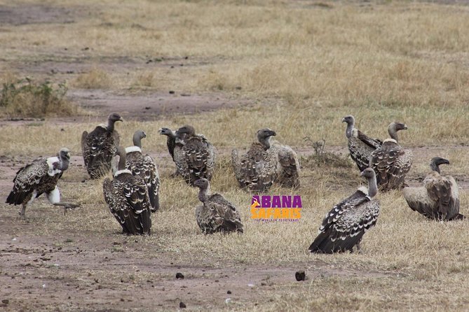 3 Days Masai Mara Safari - The Sum Up