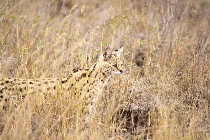 3 Days Masai Mara Safari Group Adventure - Frequently Asked Questions