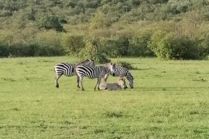 3 Days Masai Mara Safari Group Joining (Daily Departures) - Tour Details