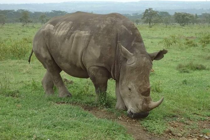 3 Days Masai Mara Safari in Kenya - Accommodation Options and Upgrades