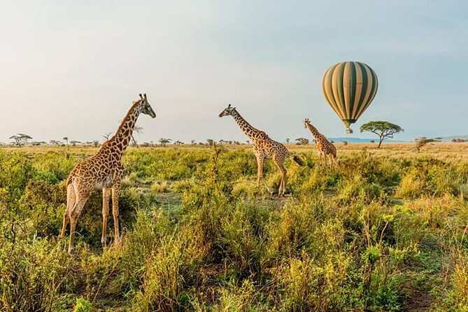 3 Days Masai Mara Safari in Kenya - Pickup Information and Logistics