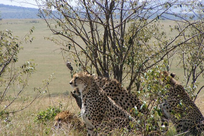 3 Days Masai Mara Safari in Kenya - The Sum Up