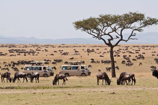 3 Days Masai Mara Sopa Lodge Luxury Safari - Accommodation and Meals Provided