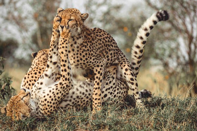 3 Days Masai Mara Wildebeest Migration Budget Safari - Booking Information