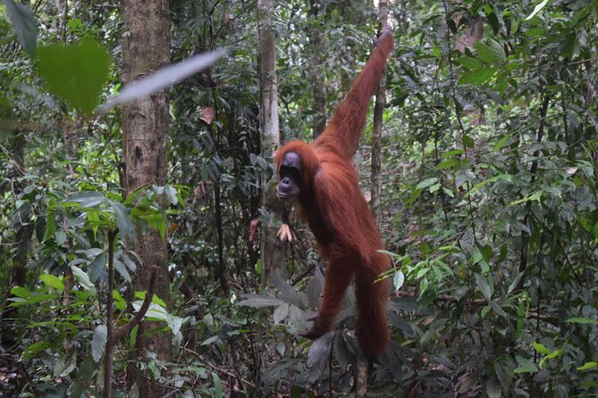 3 Days Medan Orangutan Bukit Lawang - Tour Highlights and Itinerary