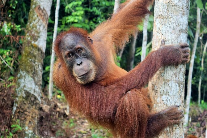3 Days Medan Orangutan Bukit Lawang - Accommodation and Inclusions