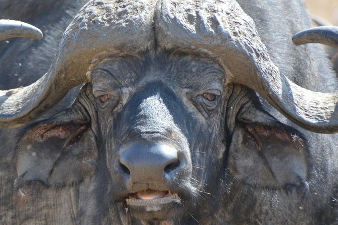 3 Days Mikumi National Park From Zanzibar or Dar Es Salaam - Good To Know