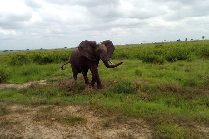 3 Days, Mikumi National Park Safari, by Private Transfer - Inclusions and Exclusions