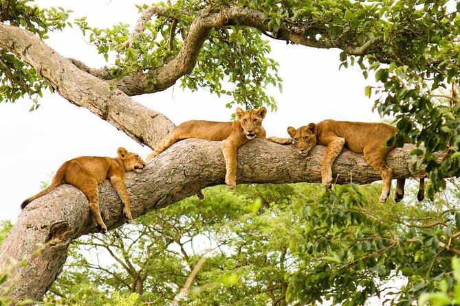 3-Days Murchison Falls and Ziwa Rhino Sanctuary - Meeting and Pickup Details