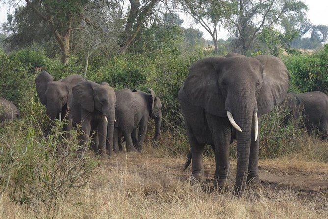 3 Days Murchison Falls Holiday Safari - Safari Experience