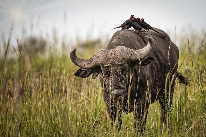 3 Days Murchison Falls Holiday Safari - Booking Information