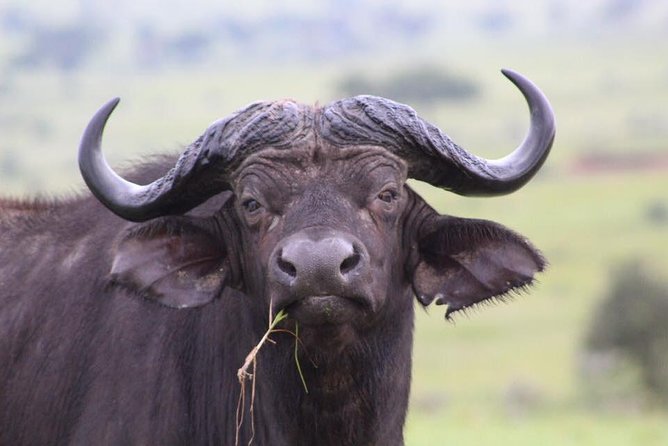 3 Days Murchison Falls Holiday Safari - Frequently Asked Questions