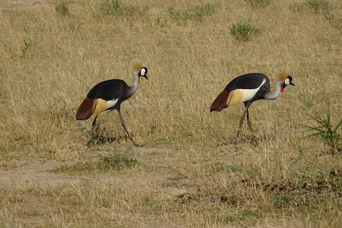 3 Days Murchison Falls Park Uganda - The Sum Up