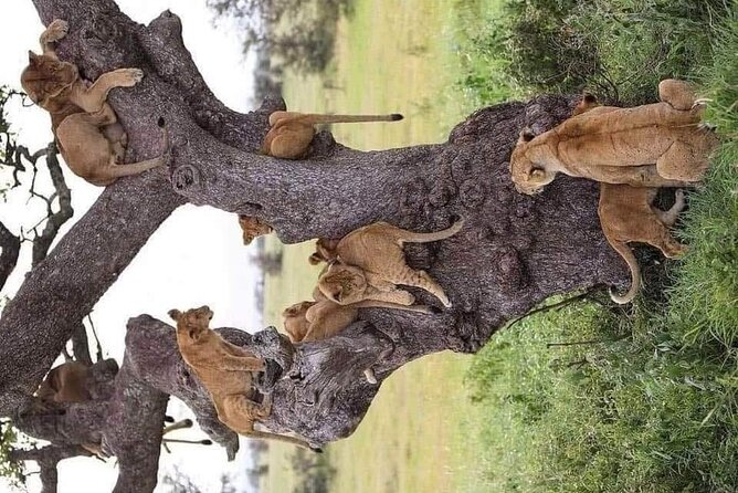 3 Days Northern Circuit Safari - The Sum Up